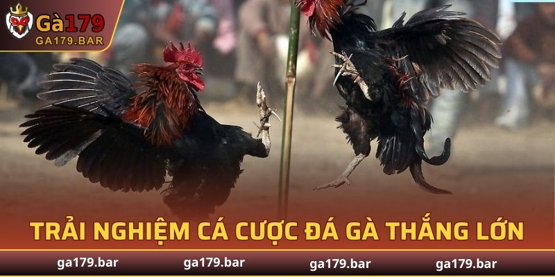 Trải nghiệm cá cược đá gà thắng lớn