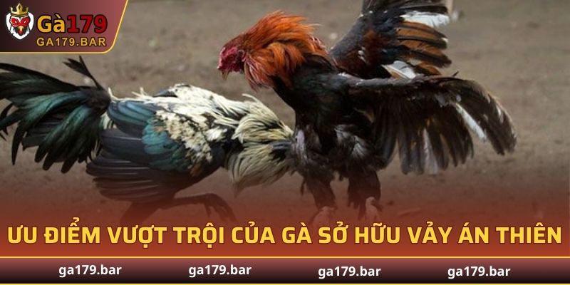 Ưu điểm vượt trội của gà sở hữu vảy Án Thiên