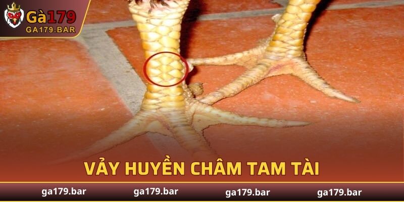 Vảy huyền châm tam tài tăng cường khả năng chiến thắng