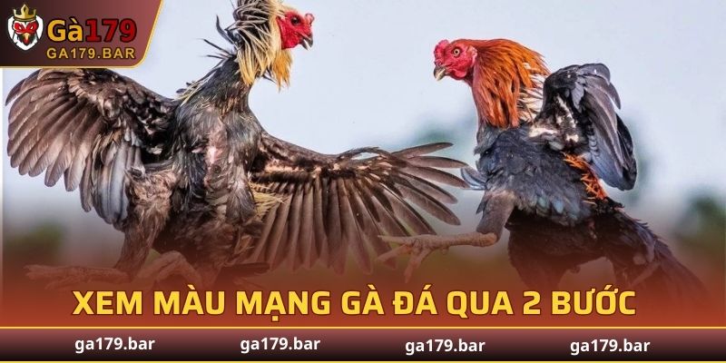 Xem màu mạng gà đá qua 2 bước