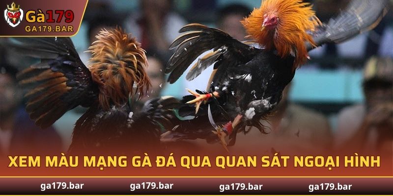 Xem màu mạng gà đá qua quan sát ngoại hình